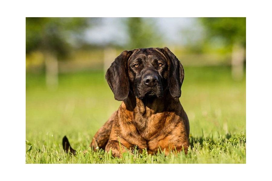 Четвероногий друг и чистый дом: баланс сосуществования